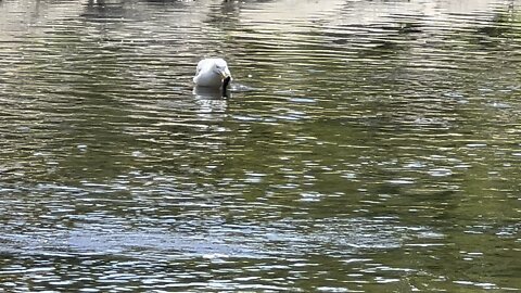 Seagulls hunt for fish? Wow