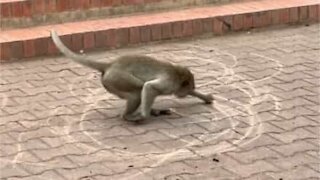 Macaco desenha em círculos na Tailândia