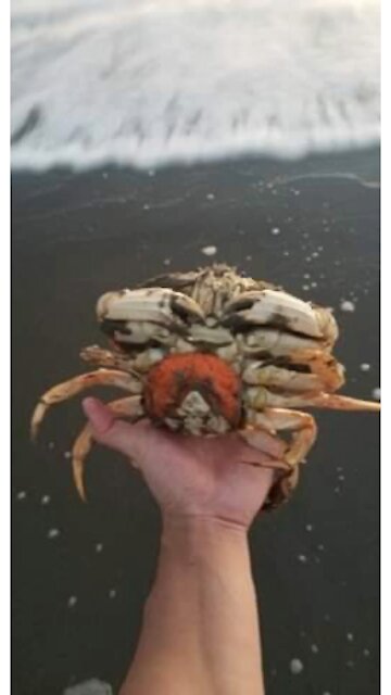 Crabbing is fun