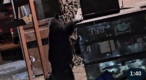 Tahoe Bears Go Garbage Hunting