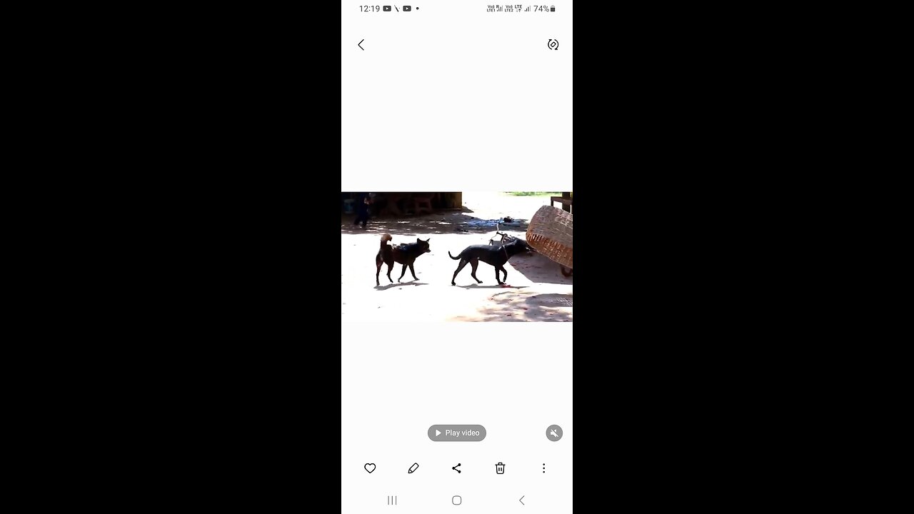 Dogs 🐕 funny video