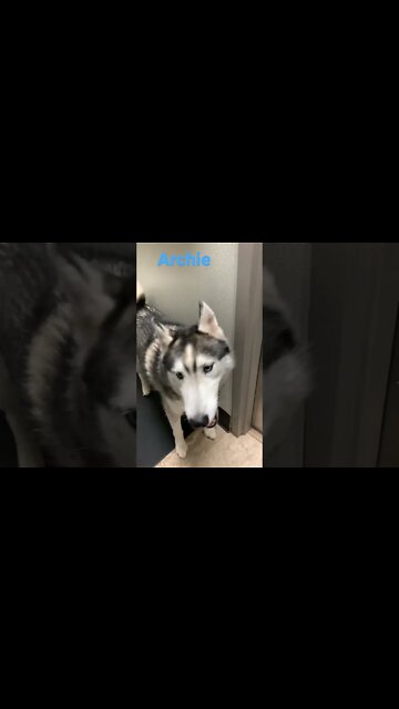 [Shorts 0151] ARCHIE [#dogs #doggos #doggos #puppies #dogdaycare]