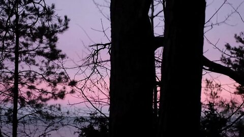 Luft i Skogen