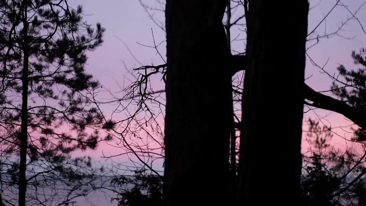 Luft i Skogen