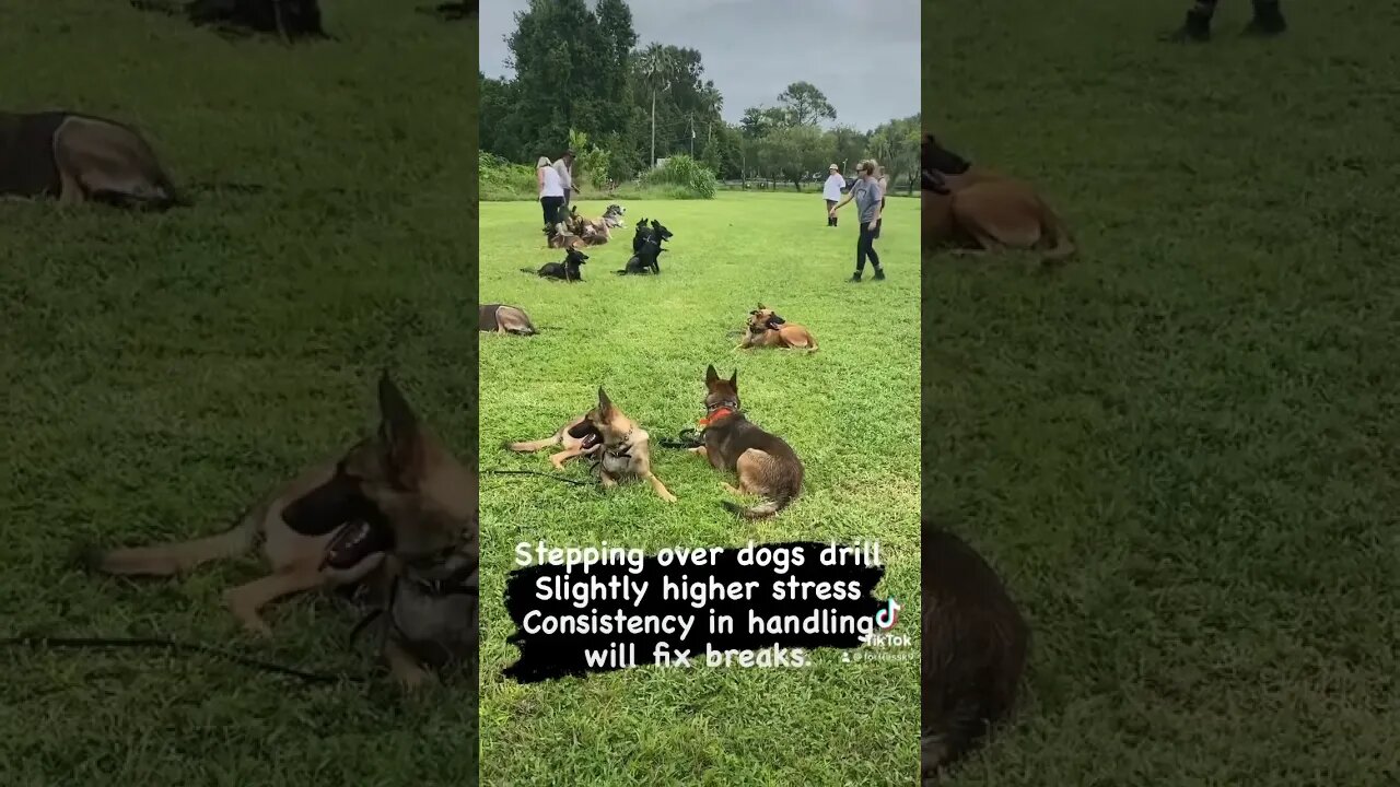 Step over drills are a great stability exercise and build stronger obedience