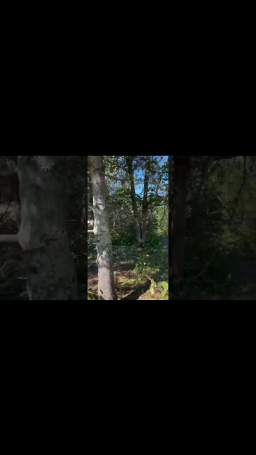 Trees down after Hurricane Fiona