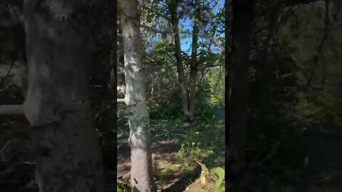 Trees down after Hurricane Fiona