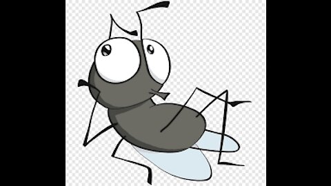 Fly