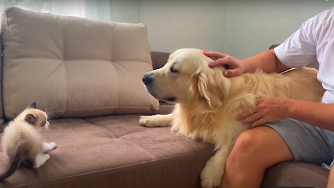 Golden Retriever Meets New Baby Kitten for the First Time!