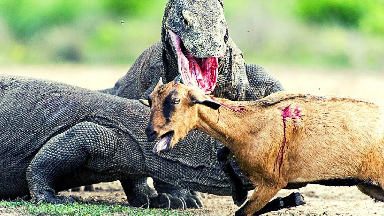 Top 5 Moments Komodo Dragon Swallows Prey Whole.