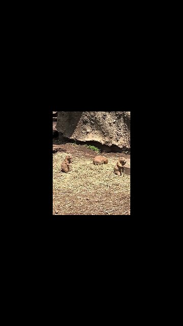 Prairie Dogs Are Cute! #animals #prairiedogs #turtlebackzoo