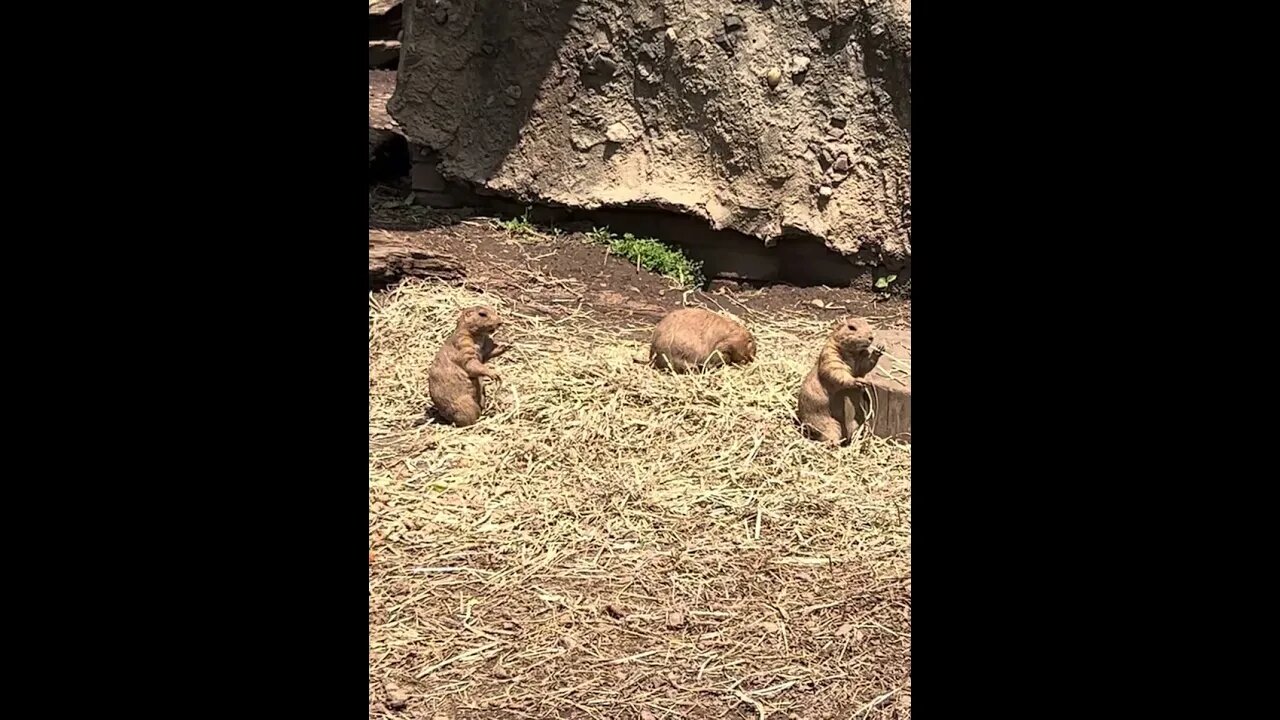 Prairie Dogs Are Cute! #animals #prairiedogs #turtlebackzoo