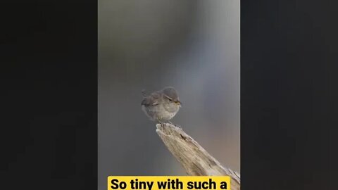 So tiny with such a powerful voice