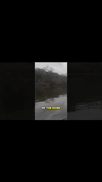 Mind-blowing: A Massive Tree Stands Tall in the Middle of a River!