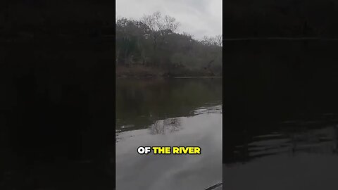 Mind-blowing: A Massive Tree Stands Tall in the Middle of a River!