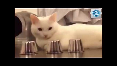 SMARTEST CAT IN THE WORLD 🙌