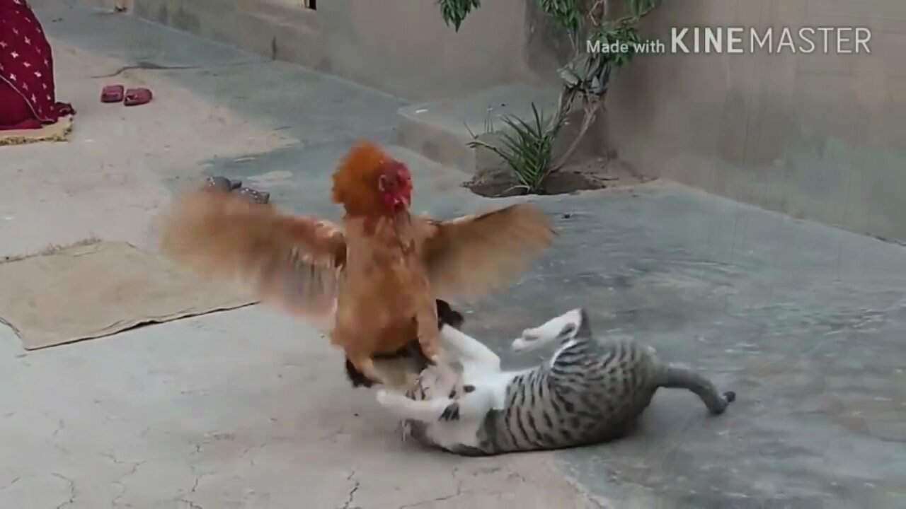 Cat vs Chicken