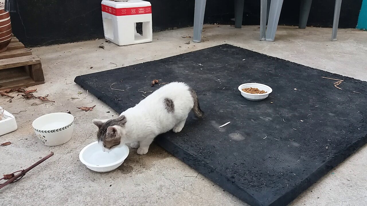 Meal time alone after a long time.(70day old cat - part1)