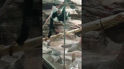 #stlouis #zoo