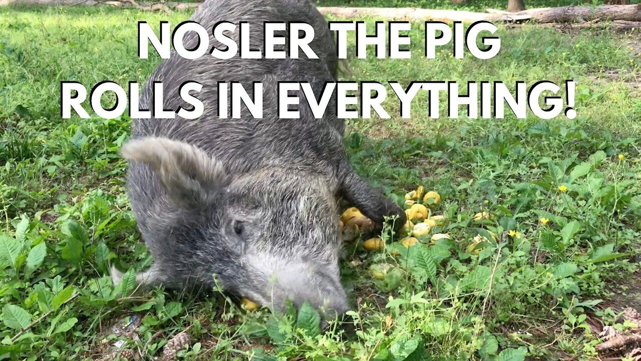 My Pet "Feral Hog" Pig rolls in everything!