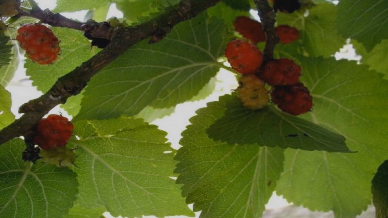 Amoreira Negra, Amora ( Morus nigra L ) serve para pedras nos rins e para limpar a bexiga