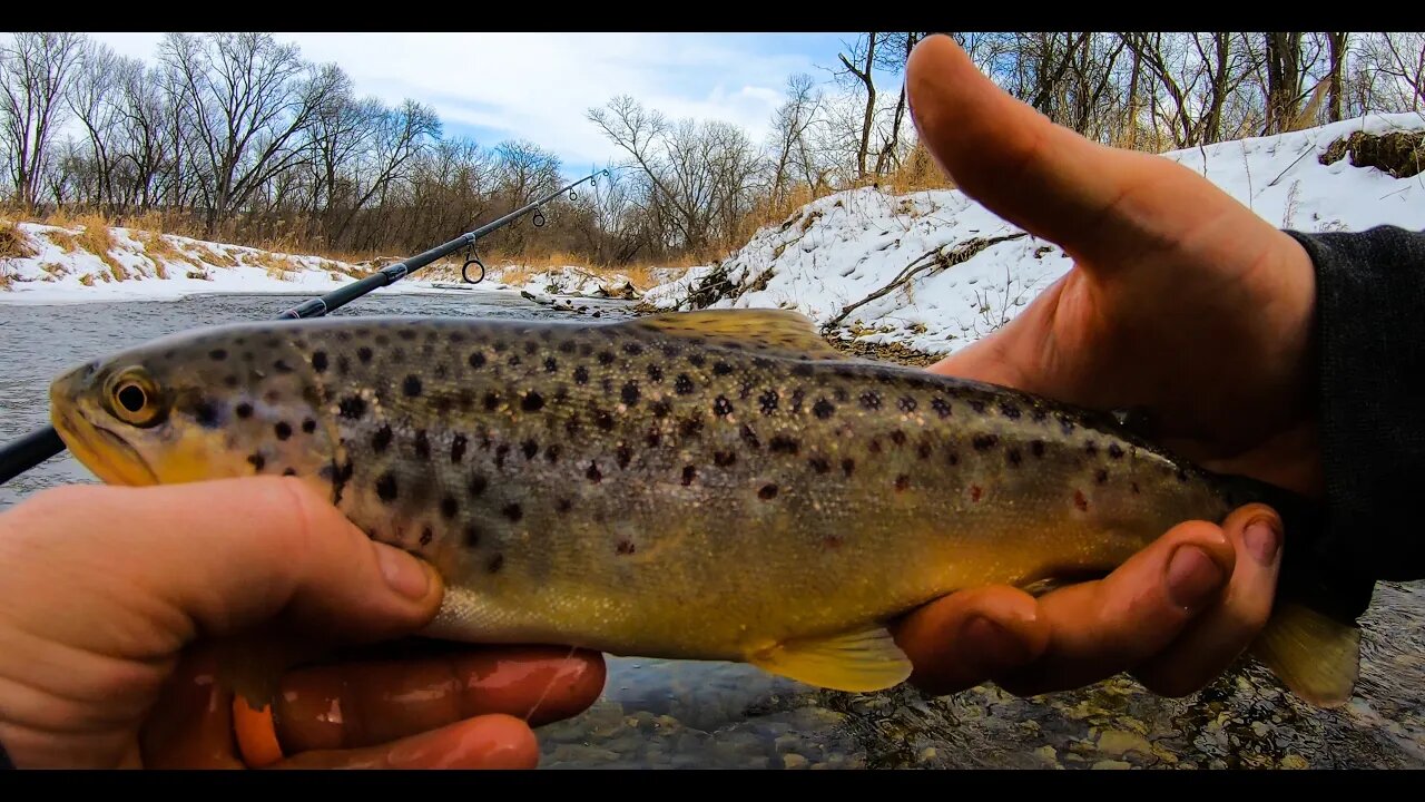 The Trout And Bugs Are Warming Up in Wisconsin