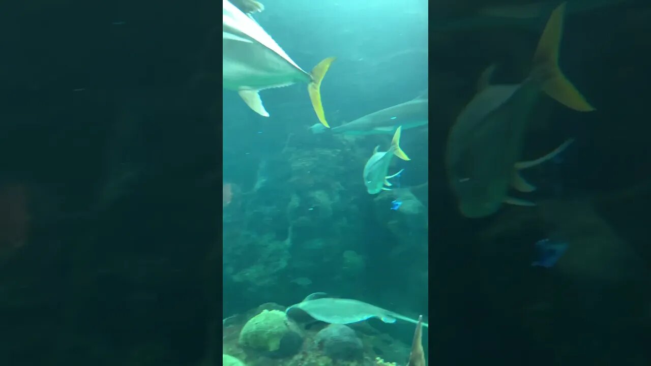 The ocean is alive