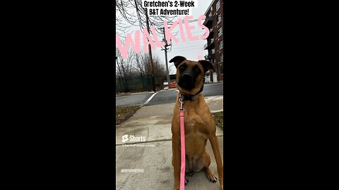 Dog Training: From Treats To Training, Gretchen’s B&T Had It All! #dog #dogs #shorts #dogshorts