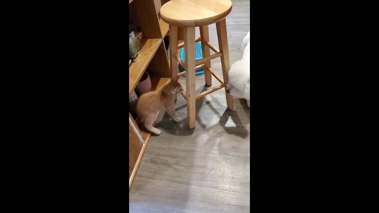 Dog desperately attempts to befriend new kitten addition