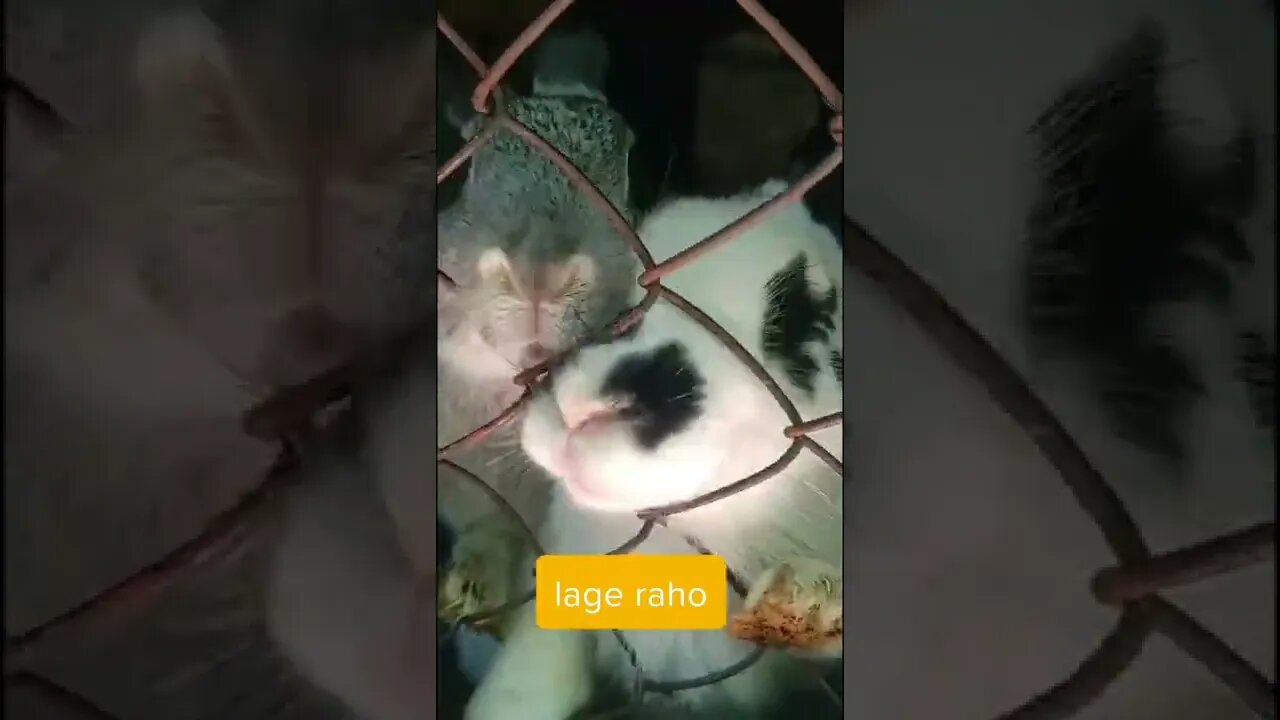 rabbit funny videos || funny videos || interested video