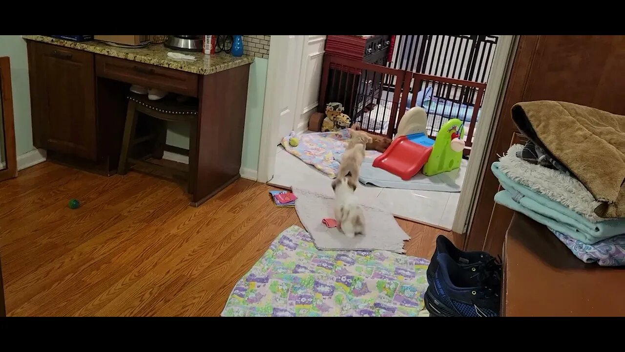 w Litter- Getting Out The Zoomies Before Bedtime(2)
