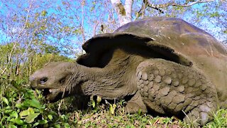 Ancient giant tortoise happily munches away on his breakfast