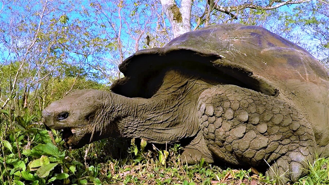 Ancient giant tortoise happily munches away on his breakfast