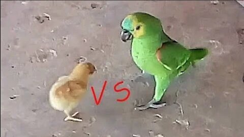 Parrot vs chick look what happened!