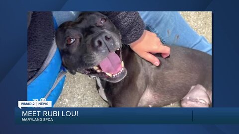 Rubi Lou the dog is up for adoption at the Maryland SPCA