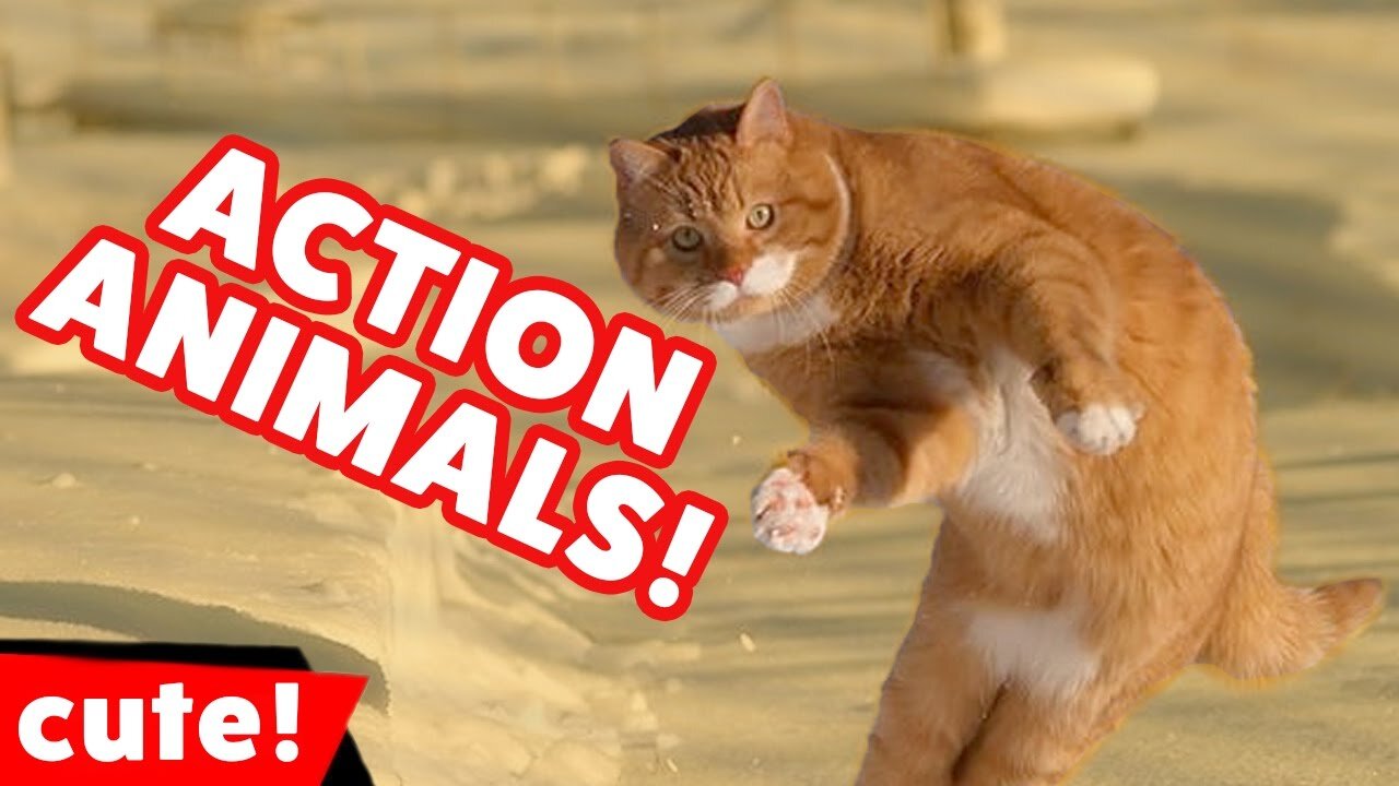 Funny animals stock videos and clips