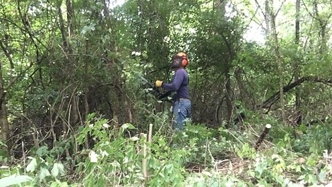 Invasive Bush-honeysuckle: Mechanical Removal (pt. 1) - My Tools and Gear - Overview of What You May Need