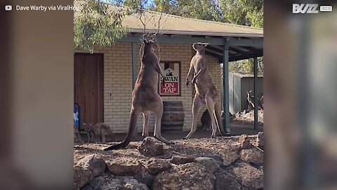 Brawling kangaroos face off in front of tavern