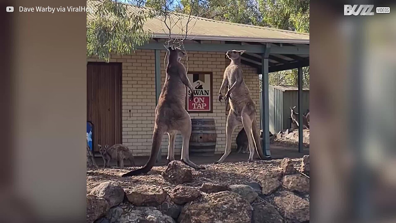 Brawling kangaroos face off in front of tavern