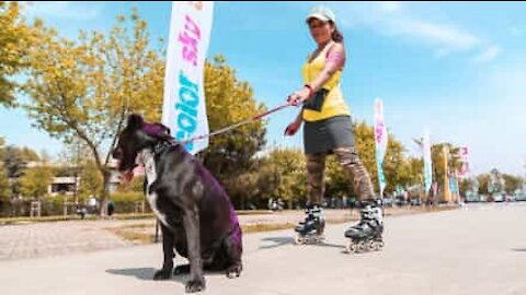 Mulher de patins se arrepende de passear com o cão!