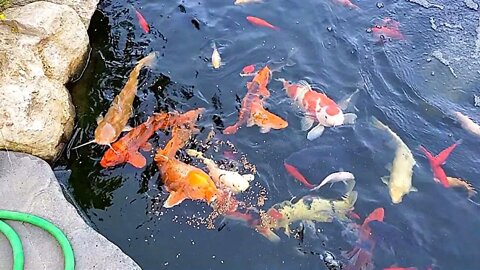 Koi fish feeding (koi pond) #koifish