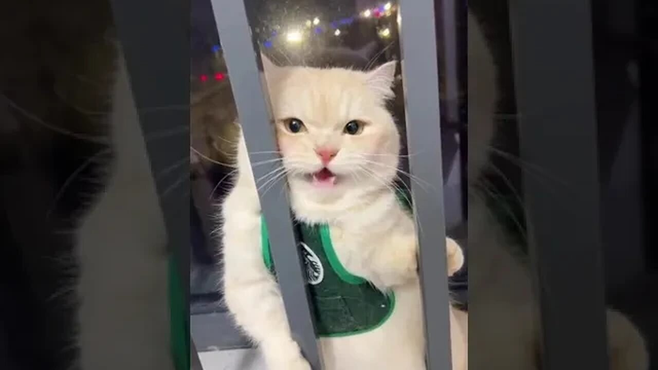 #cats #catsoftiktok