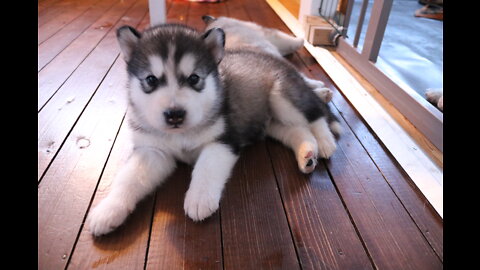 Malamute / Husky puppies [Week 4] week of biting!