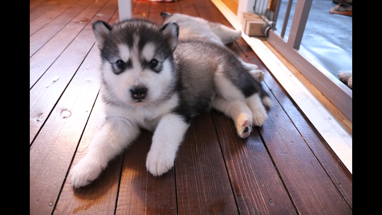 Malamute / Husky puppies [Week 4] week of biting!