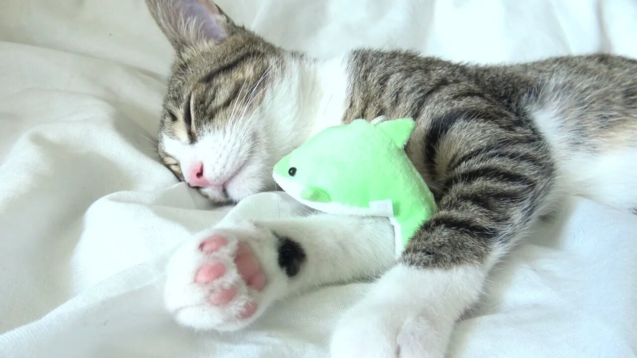 I Can't Sleep Without My Toy