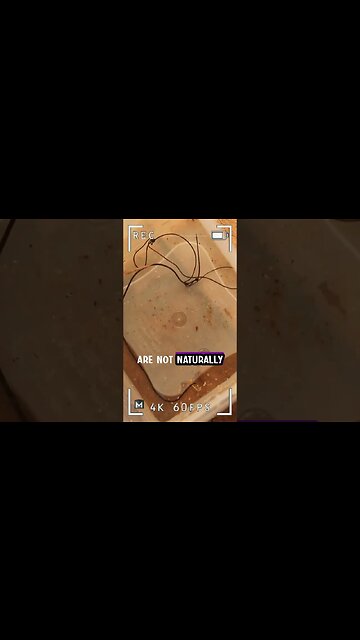 Reason Behind Mind Controlling Parasite in Praying Mantis