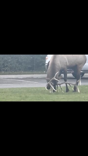 Onlookers Hold Up Traffic ad Elk Urinates in Very Strange Exhibition