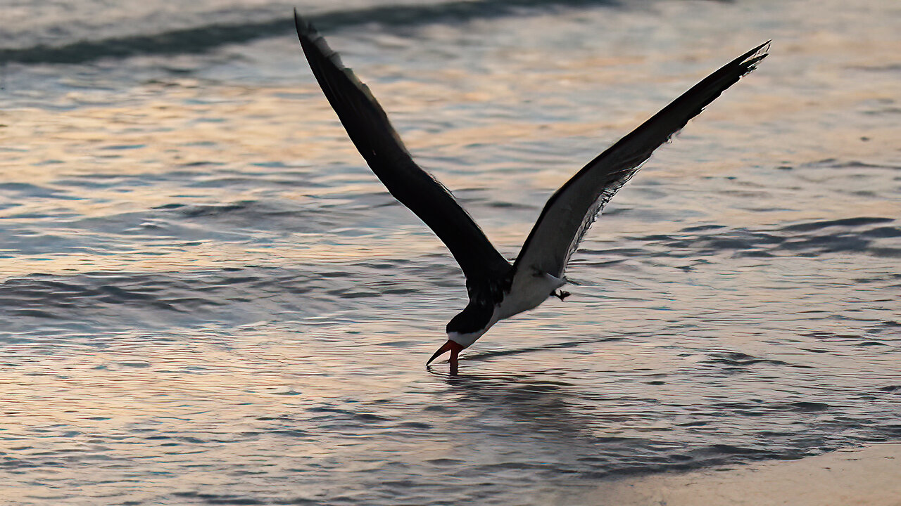 Black Skimmers Return