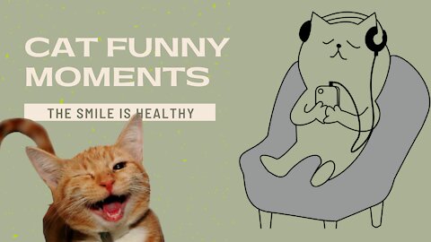 Cat Funny Moments | The smile is healthy.