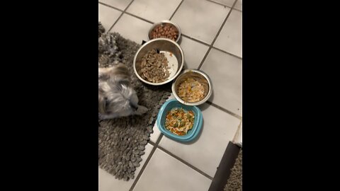 He don’t like his own dog food he want chicken and steak🤣🤣￼